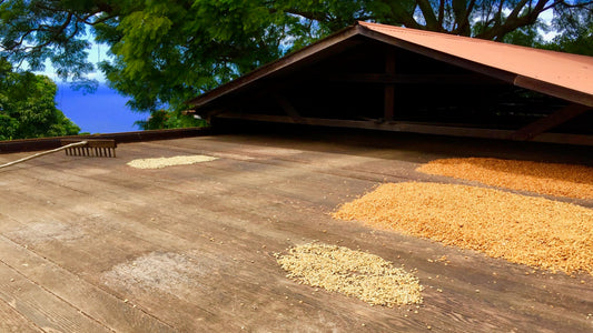 Health Benefits of Drinking Ka'u Coffee